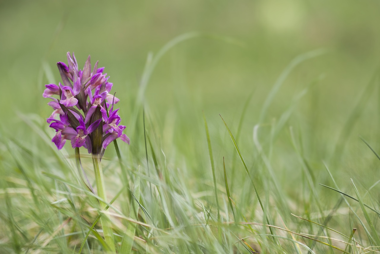 Gėlė, Violetinė, Alpės, Gamta, Nemokamos Nuotraukos,  Nemokama Licenzija