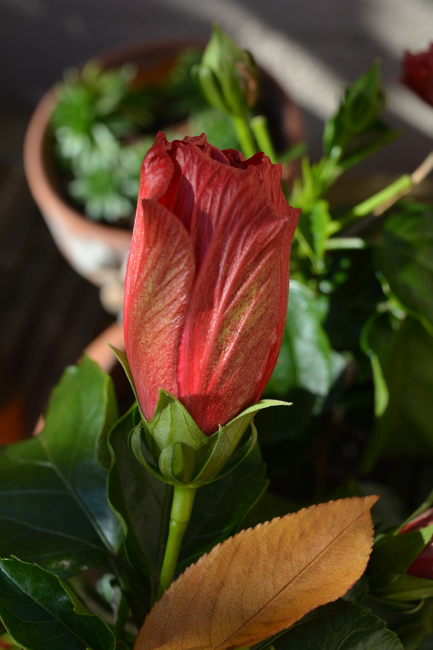 Gėlė, Hibiscus, Žiedas, Žydėti, Raudona, Uždaryti, Nemokamos Nuotraukos,  Nemokama Licenzija