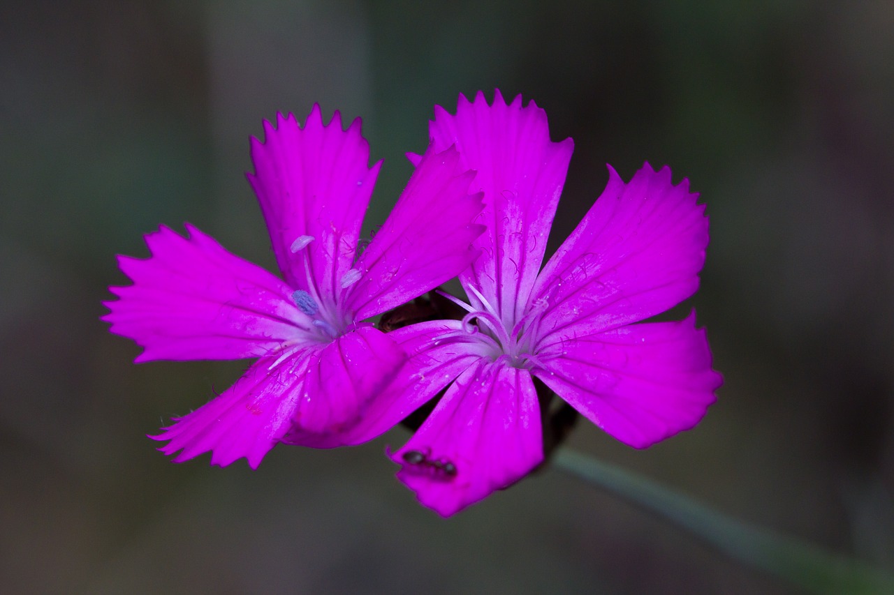 Gėlė, Violetinė, Žiedas, Žydėti, Nemokamos Nuotraukos,  Nemokama Licenzija