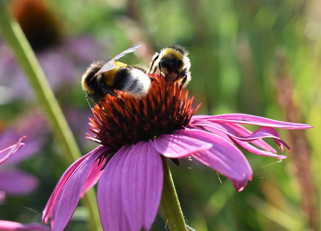 Gėlė, Rožinis, Kamanėlės, Vasara, Echinacea Purpurea, Violetinė Voveraitė, Uždaryti, Žiedas, Žydėti, Gamta