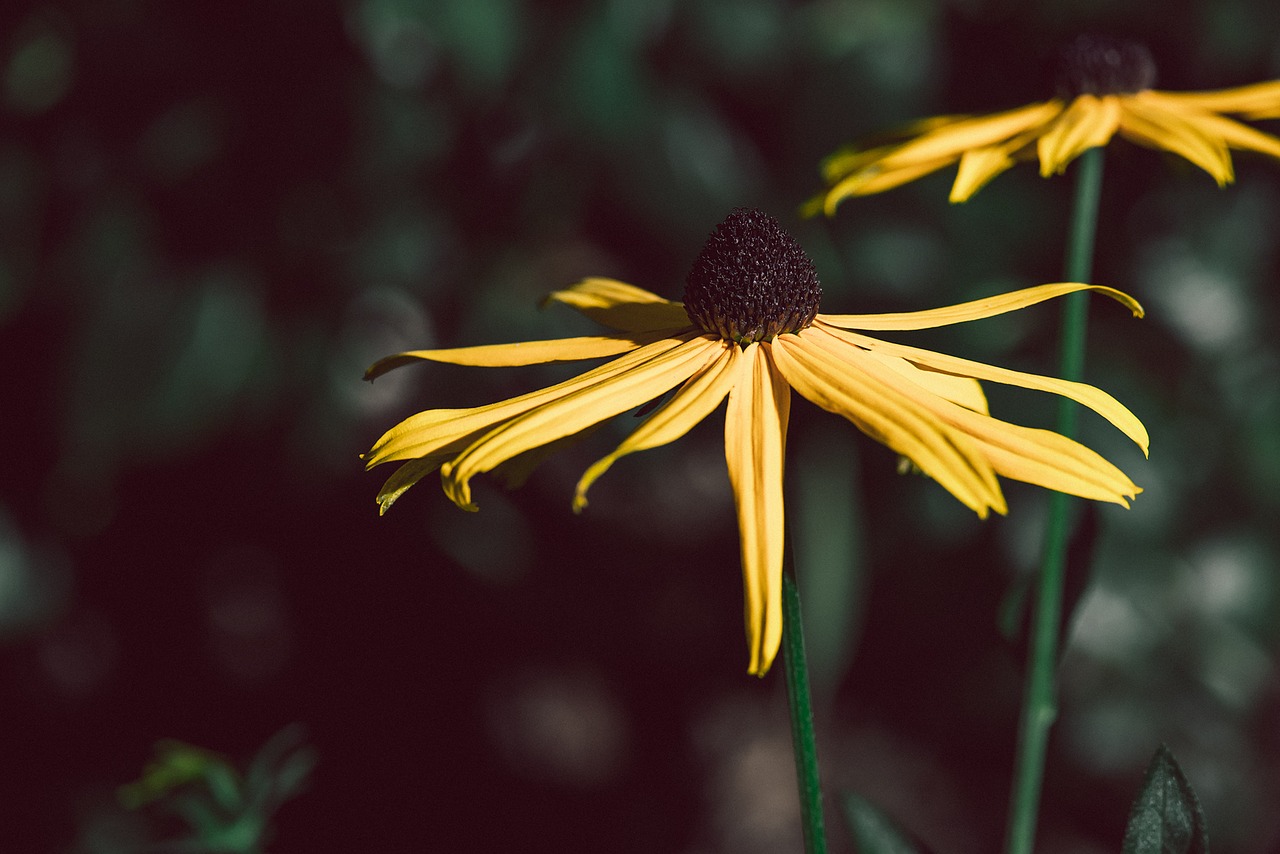 Gėlė, Saulės Skrybėlė, Geltona, Geltona Gėlė, Rudbeckia Fulgida, Kompozitai, Vasara, Gėlių Sodas, Sodas, Gamta