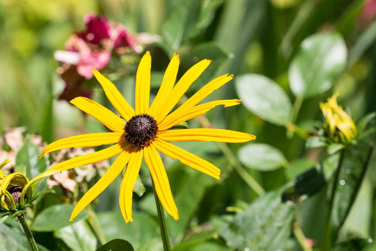 Gėlė, Saulės Skrybėlė, Geltona, Geltona Gėlė, Rudbeckia Fulgida, Kompozitai, Vasara, Gėlių Sodas, Sodas, Gamta