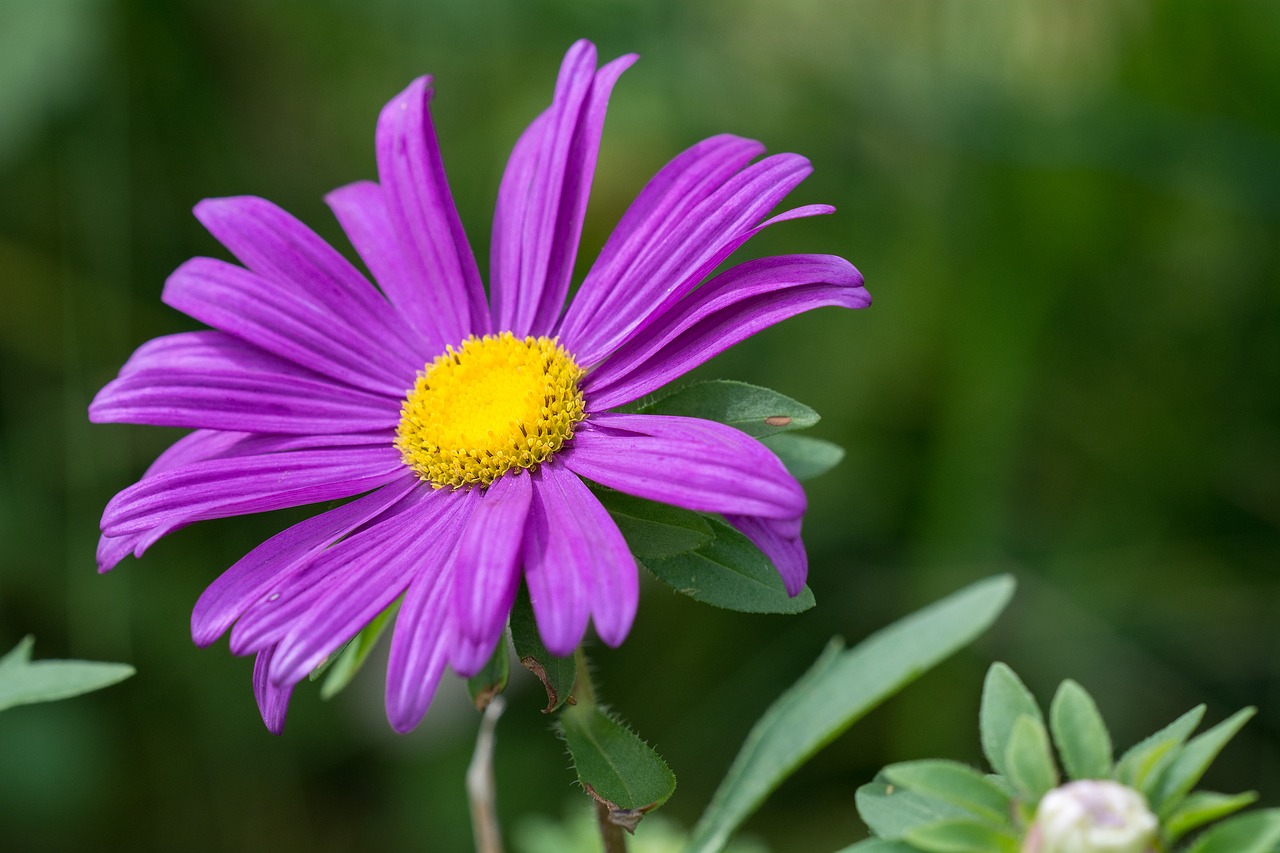 Gėlė, Violetinė, Purpurinė Gėlė, Žiedas, Žydėti, Marguerite, Žiedlapiai, Pistil, Sodas, Sode