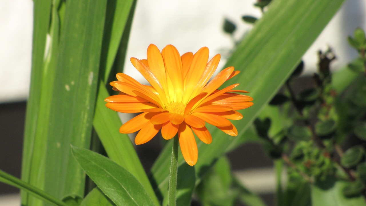 Gėlė, Oranžinė, Oranžinės Gėlės, Gamta, Žiedas, Žydėti, Uždaryti, Vasara, Gėlių Sodas, Schnittblume