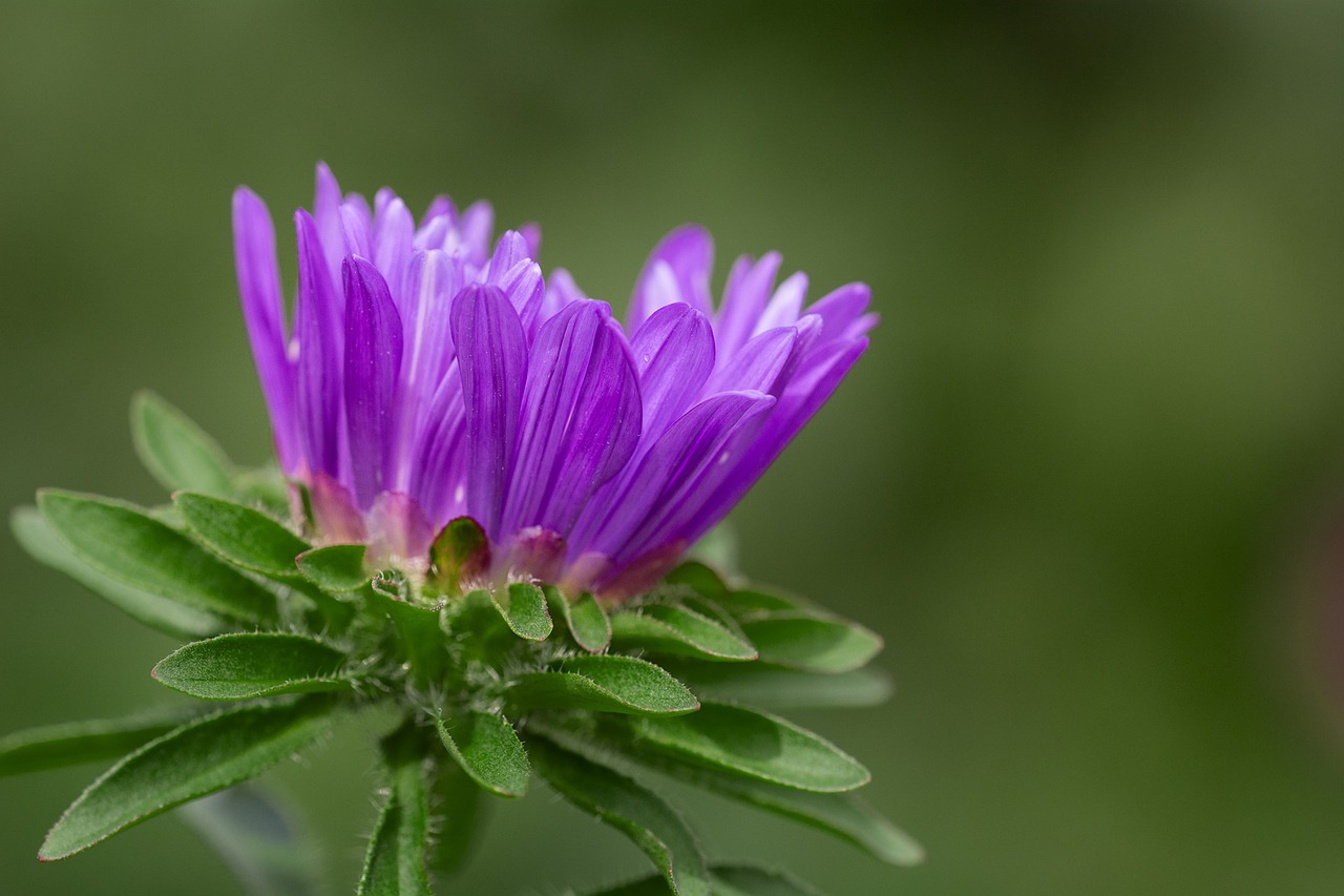 Gėlė, Violetinė, Violetinė Gėlė, Žiedas, Žydėti, Purpurinė Gėlė, Žiedlapiai, Gamta, Augalas, Sodo Augalas