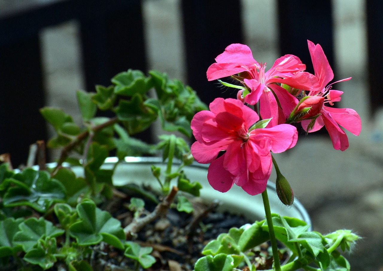 Geranium, Sodo Augalas, Žydi, Nemokamos Nuotraukos,  Nemokama Licenzija