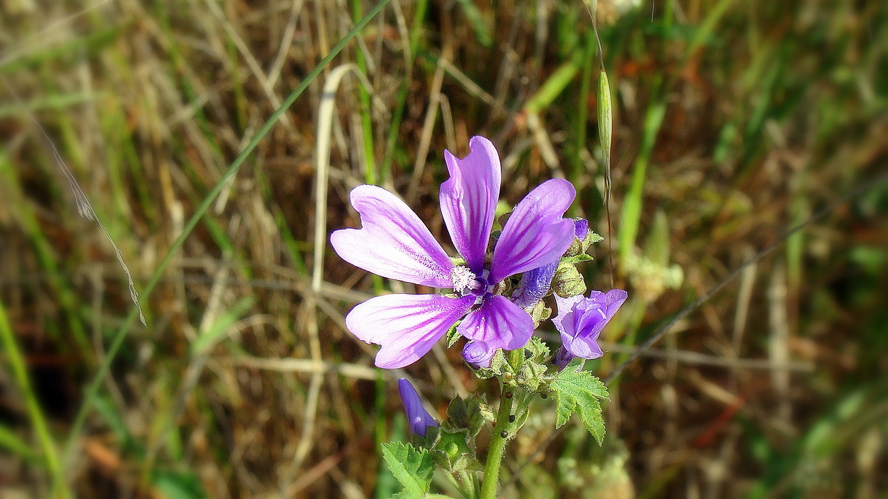 Gėlė, Alyva, Gamta, Gėlės, Mėlynas, Išsamiai, Gėlių Miškas, Pavasaris, Žiedlapiai, Violetinė