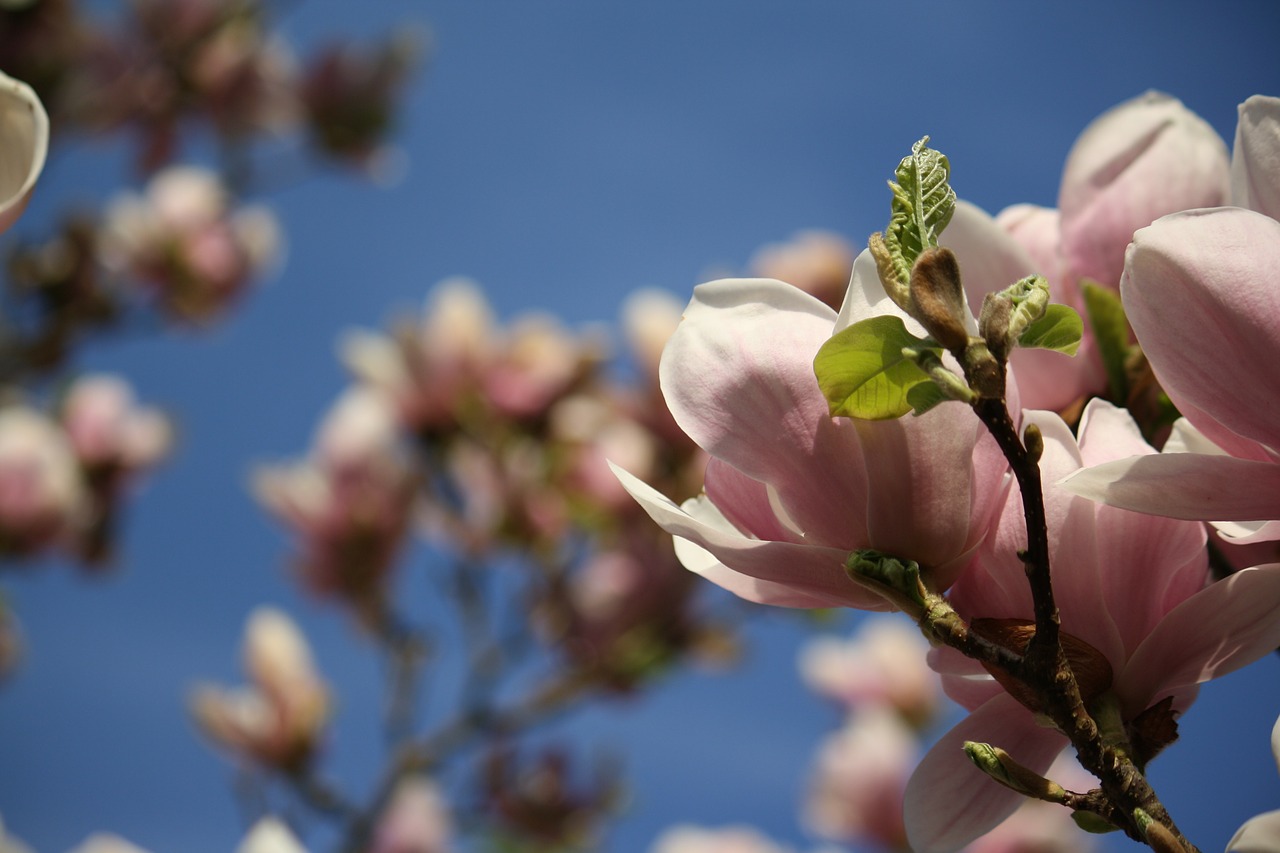 Žiedas, Žydėti, Magnolija, Medis, Gamta, Gražus, Nemokamos Nuotraukos,  Nemokama Licenzija