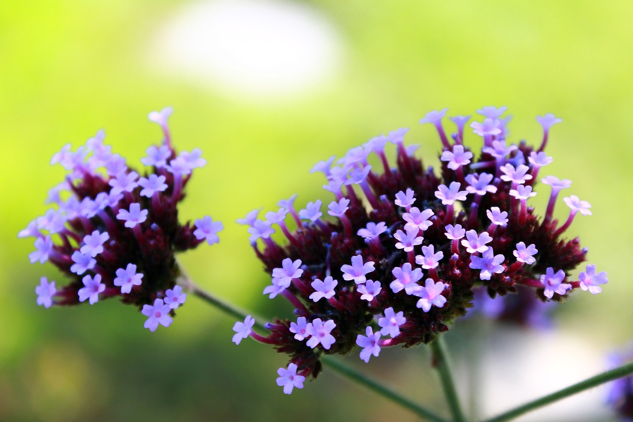 Gėlė, Violetinė, Uždaryti, Žiedas, Žydėti, Gamta, Purpurinė Gėlė, Augalas, Violetinė, Vasara