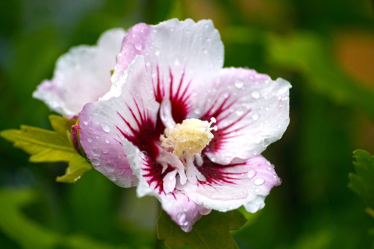 Gėlė, Hibiscus, Botanika, Žiedlapiai, Makro, Gamta, Augalas, Sodas, Nemokamos Nuotraukos,  Nemokama Licenzija