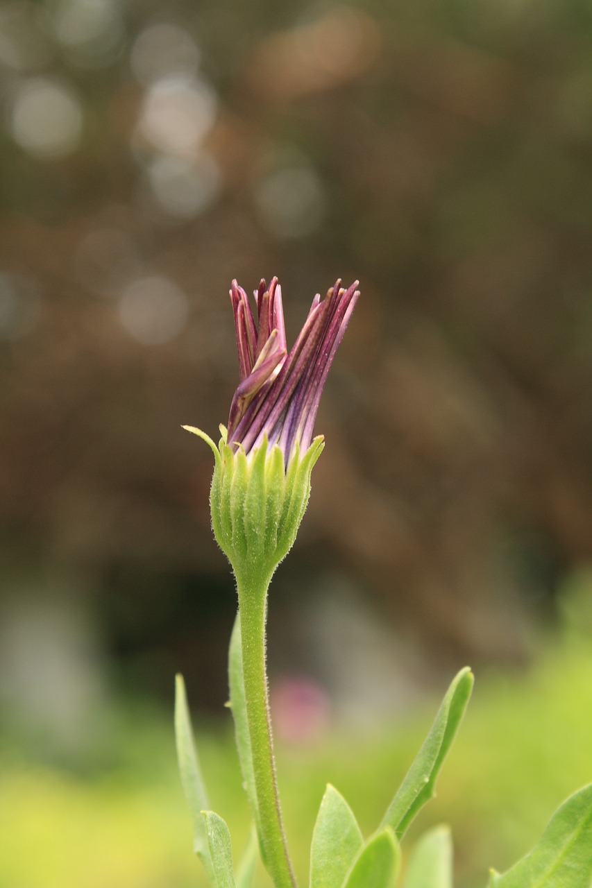 Gėlė, Žiedas, Makro, Violetinė, Žalias, Budas, Vienas, Nemokamos Nuotraukos,  Nemokama Licenzija