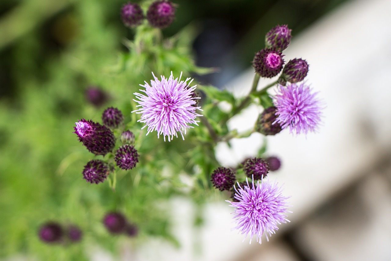 Gėlė, Violetinė, Pelkė, Žydėti, Budas, Purpurinė Gėlė, Gamta, Gėlių, Vasara, Žiedas