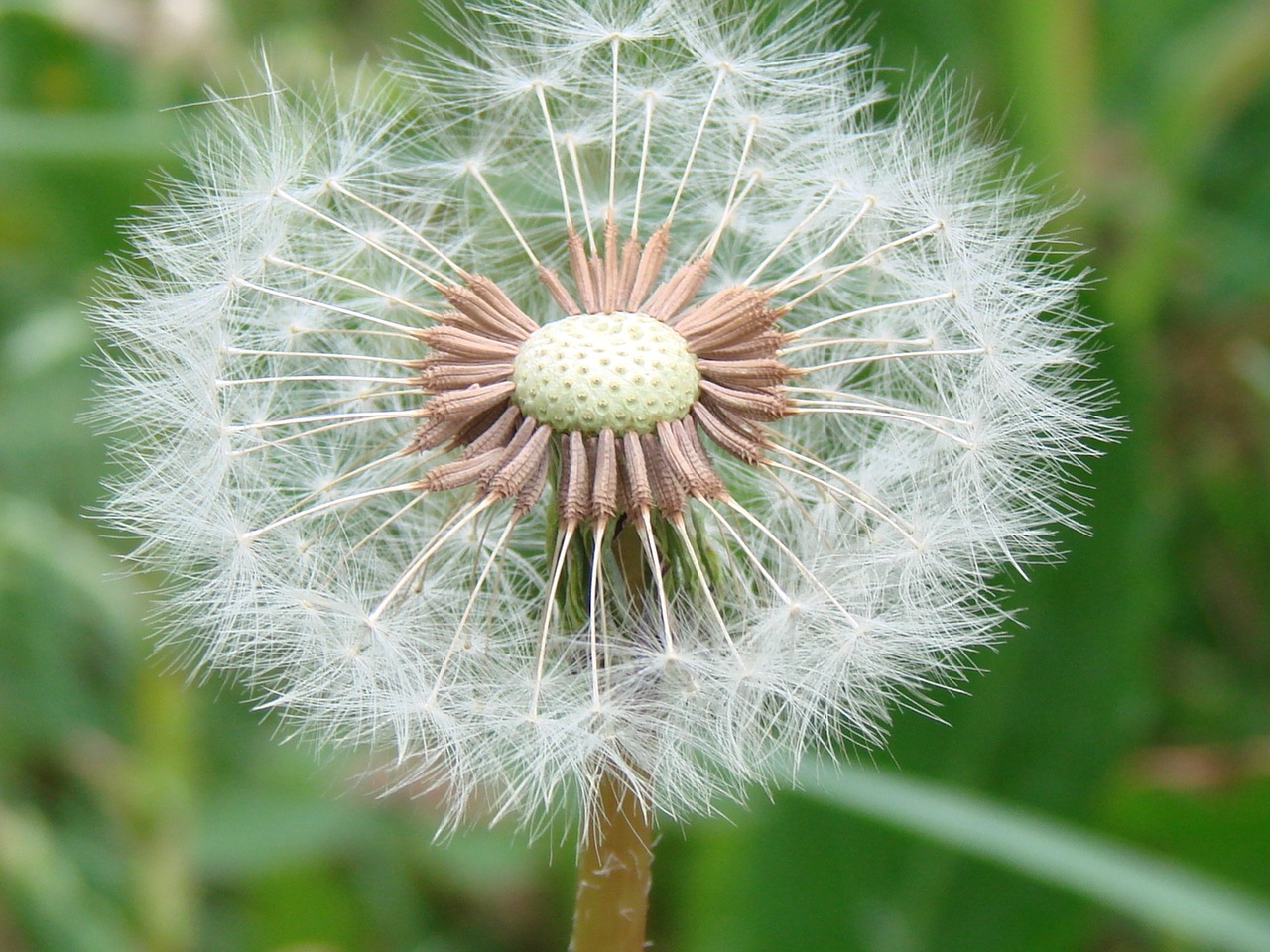 Gėlė, Žalias, Augalas, Gamta, Natūralus, Gėlių, Sodas, Taraxacum, Kiaulpienė, Pavasaris