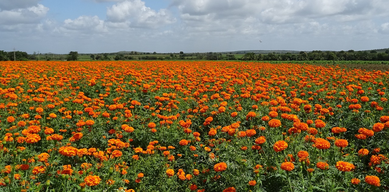 Gėlė, Marigoldas, Oranžinė, Geltona, Genda, Jhenduphool, Gondephool, Tagetes Erecta, Asteraceae, Flora