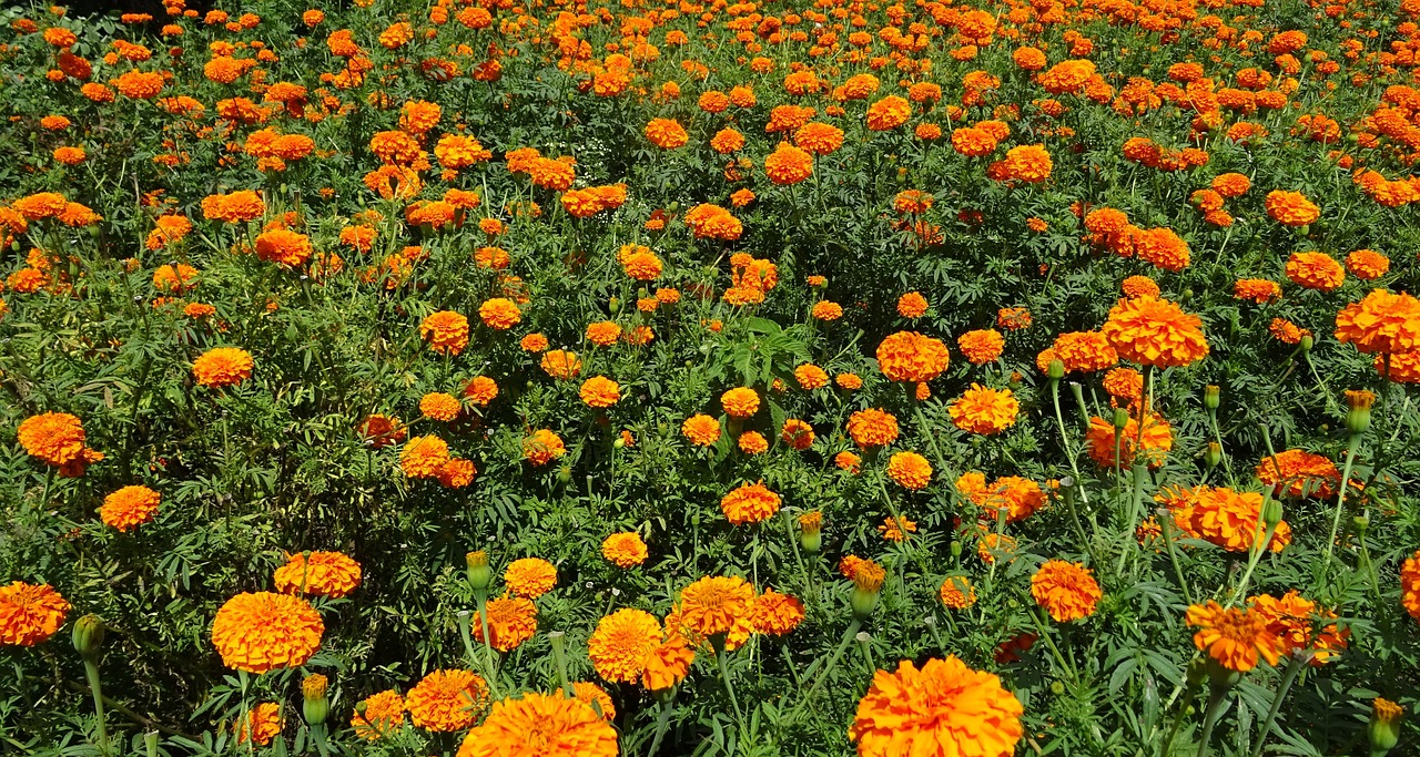 Gėlė, Marigoldas, Oranžinė, Laukas, Augalas, Žydėti, Flora, Žiedas, Botanikos, Sodininkystė