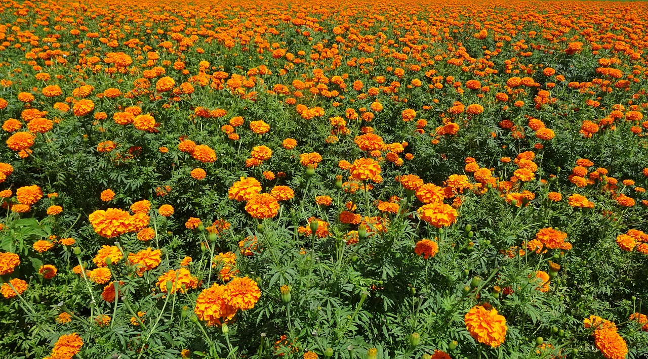 Gėlė, Marigoldas, Oranžinė, Laukas, Augalas, Žydėti, Flora, Žiedas, Botanikos, Sodininkystė