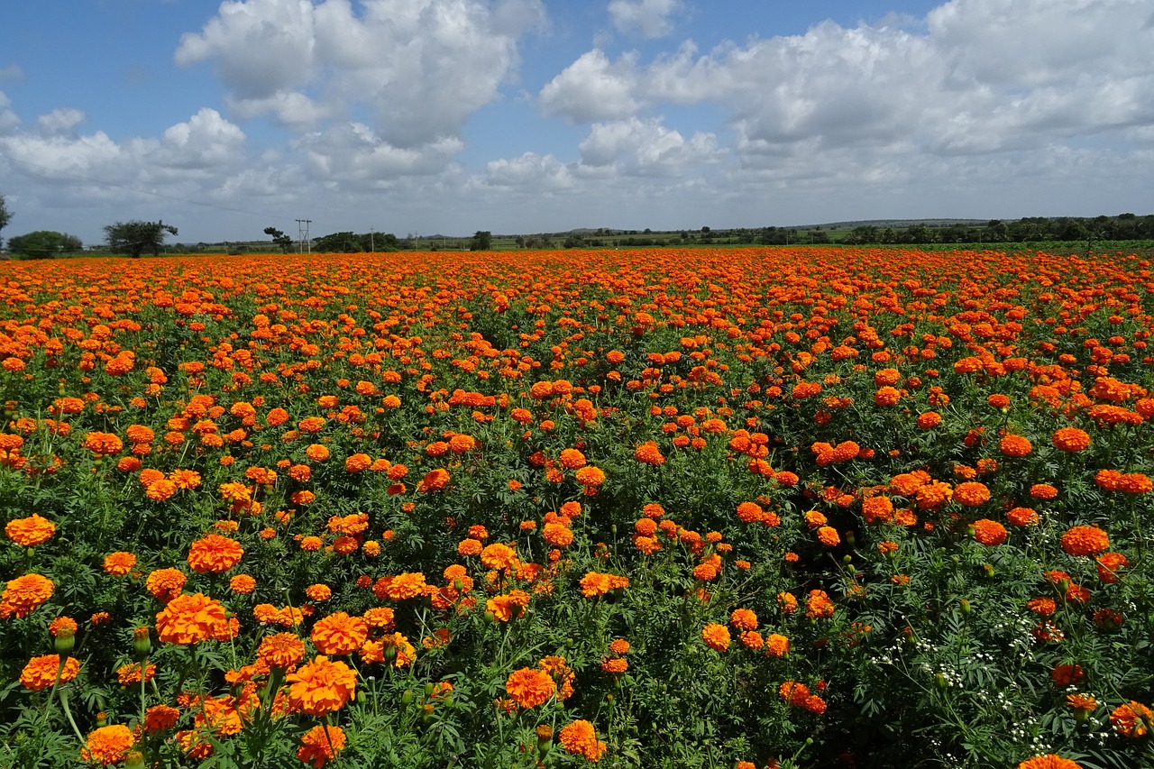 Gėlė, Marigoldas, Oranžinė, Laukas, Augalas, Žydėti, Flora, Žiedas, Botanikos, Sodininkystė