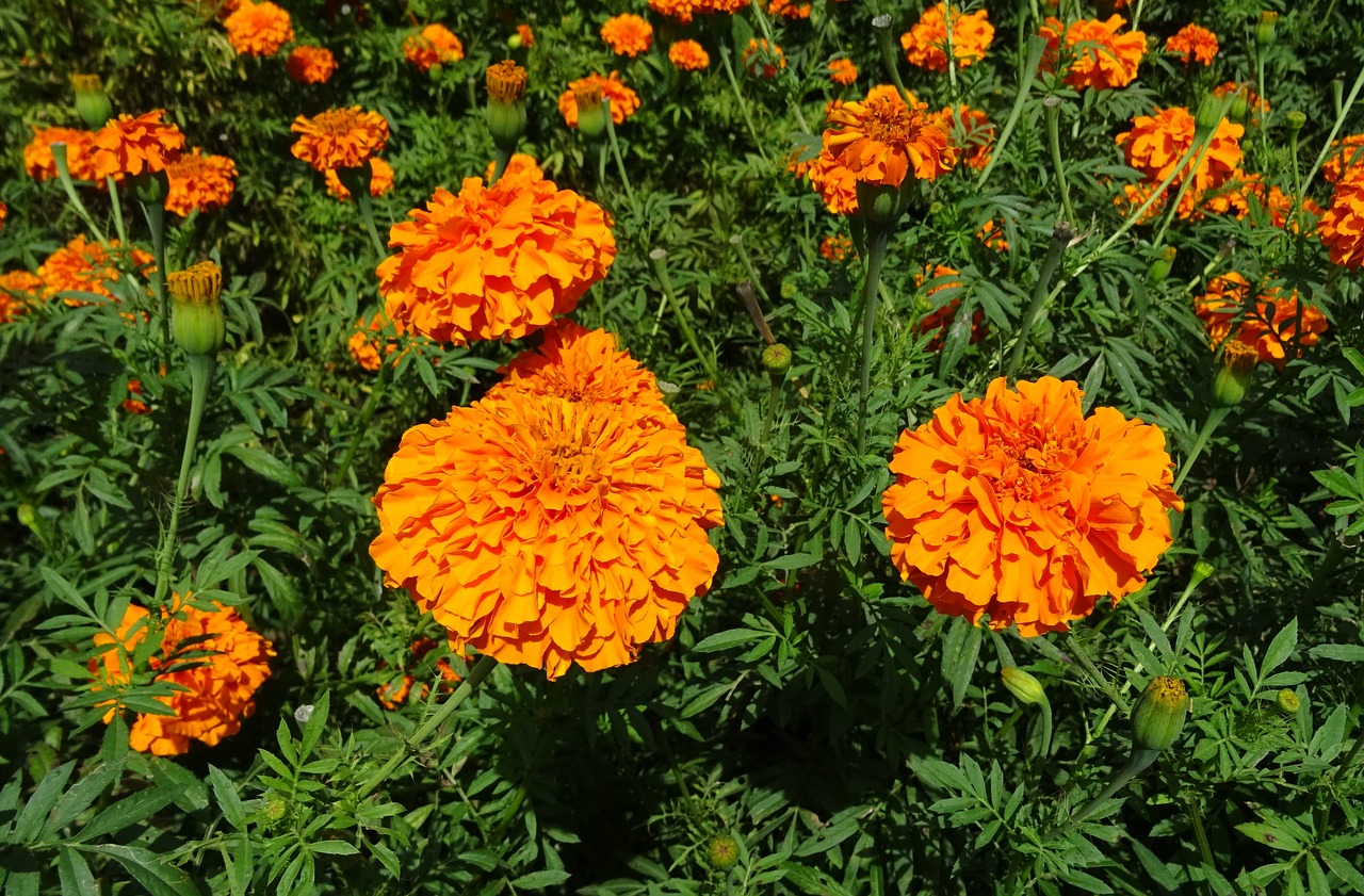 Gėlė, Marigoldas, Oranžinė, Laukas, Augalas, Žydėti, Flora, Žiedas, Botanikos, Sodininkystė