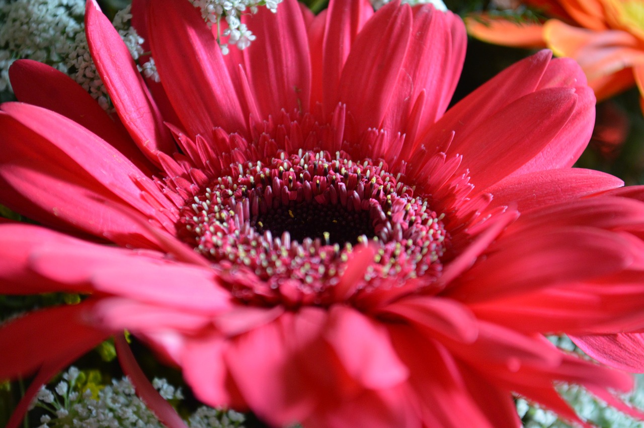 Gėlė, Raudona, Rožinis, Daisy, Gamta, Pavasaris, Gėlių, Žydėti, Žiedas, Flora