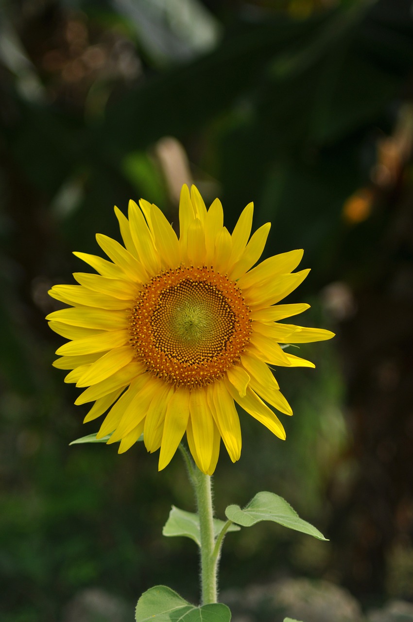 Gėlė, Saulėgrąžos, Gamta, Gėlių, Žiedas, Flora, Grožis, Žydi, Žemdirbystė, Indija