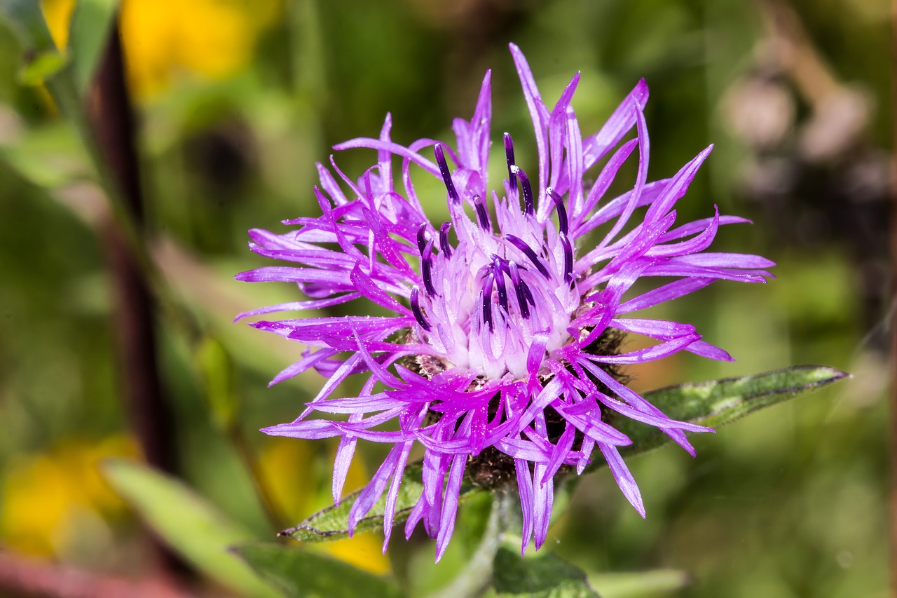 Gėlė, Gamta, Gėlės, Augalai, Makro, Violetinė, Žalias, Violetinė Gėlė, Laukinė Gėlė, Gražus