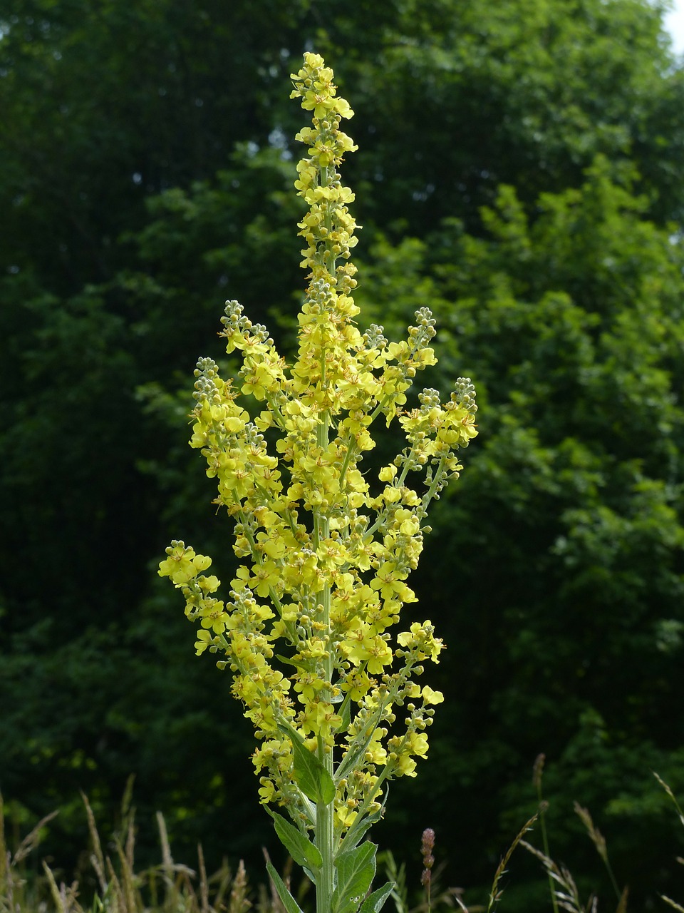 Gėlė, Didelis Gėlių Sultinys, Mullein, Verbascum Densiflorum, Verbascum, Gėlės, Geltona, Augalas, Gamta, Aštraus Gėlė