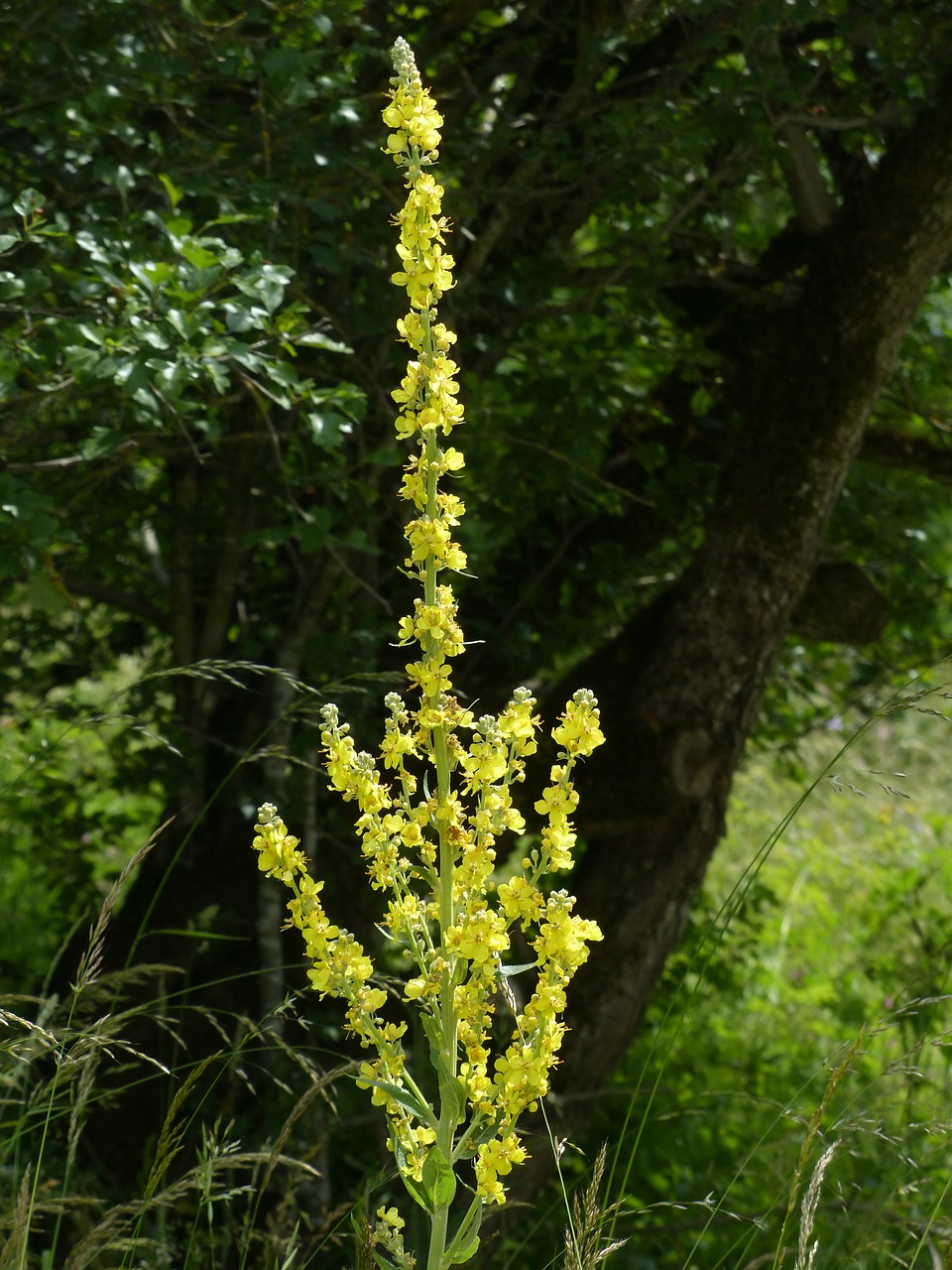 Gėlė, Didelis Gėlių Sultinys, Mullein, Verbascum Densiflorum, Verbascum, Gėlės, Geltona, Augalas, Gamta, Aštraus Gėlė