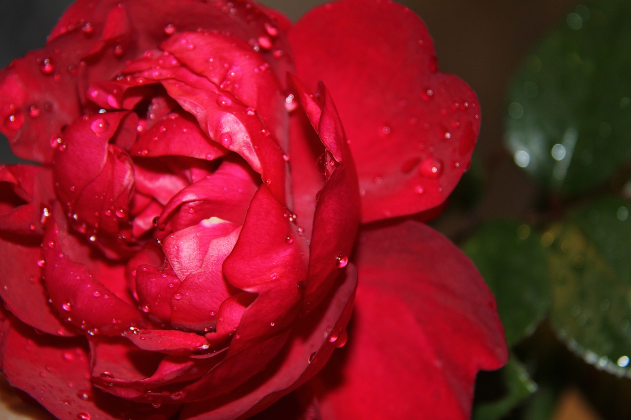Gėlė, Raudonos Rožės, Lašas, Nemokamos Nuotraukos,  Nemokama Licenzija