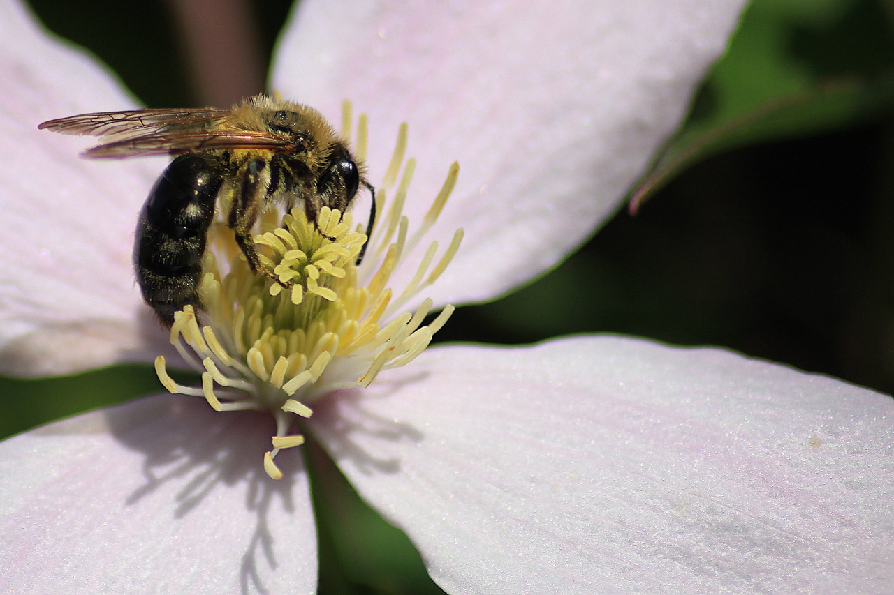 Gėlė, Žiedas, Žydėti, Žydėti, Rožinis, Augalas, Pistil, Geltona, Bičių, Pabarstyti