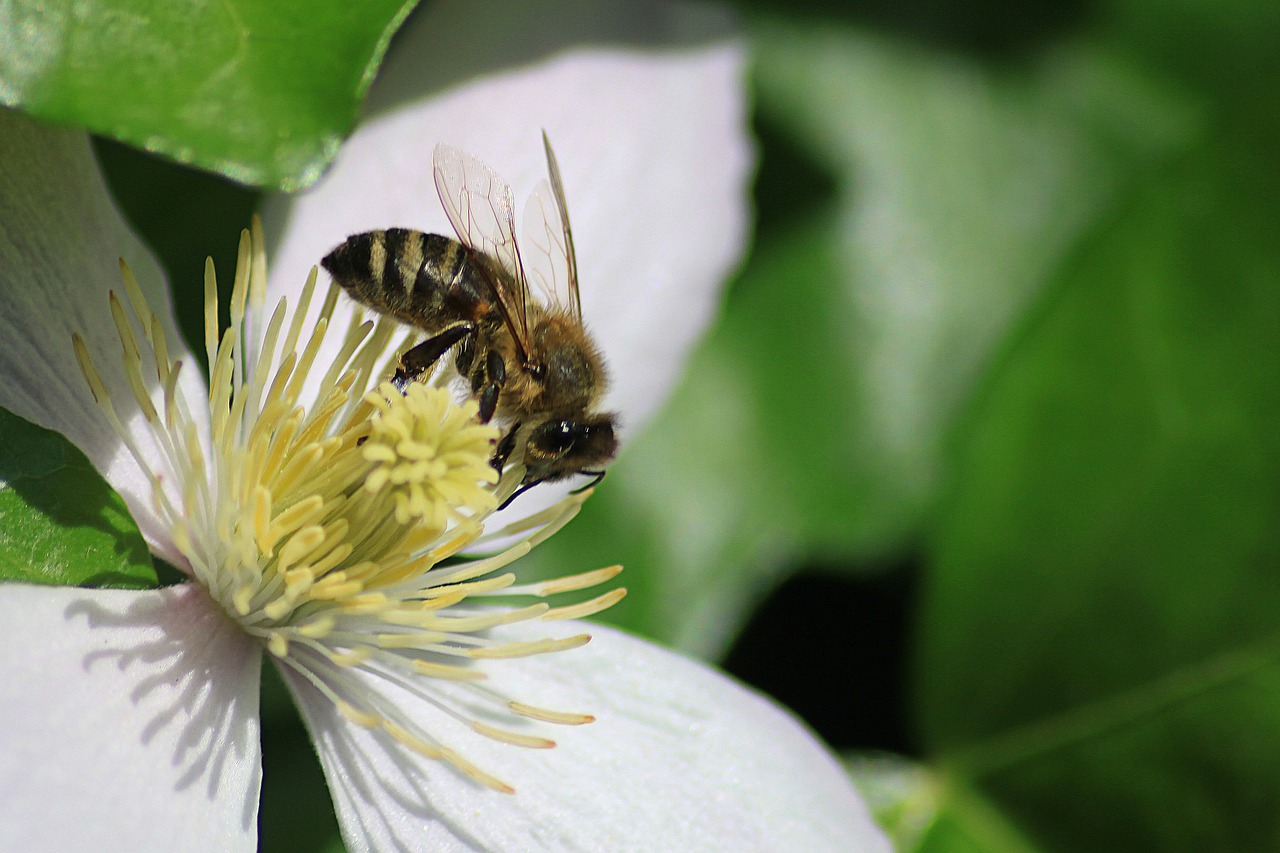 Žiedas, Žydėti, Žydėti, Pistil, Pabarstyti, Bičių, Vabzdys, Gėlė, Makro, Pavasaris