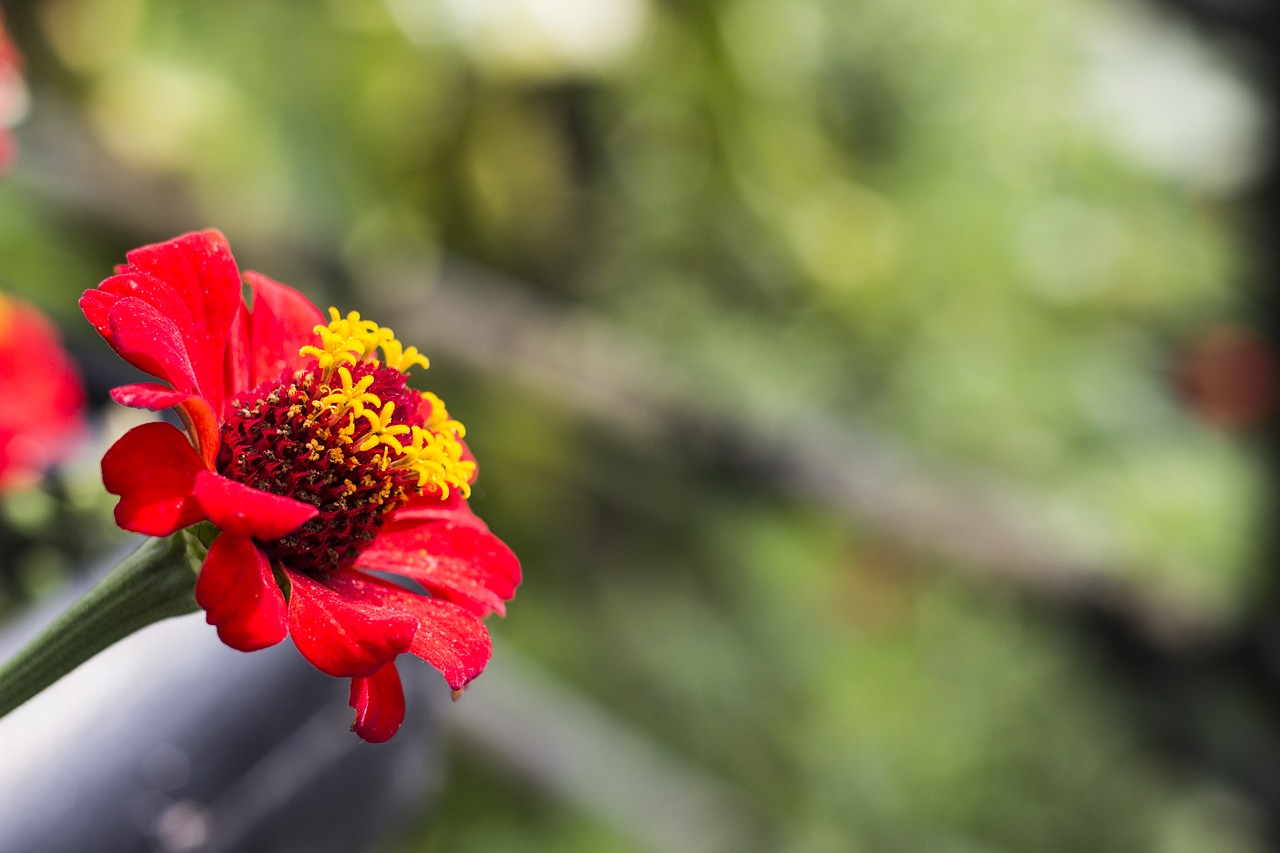 Zinnia, Gėlė, Raudona, Floras, Žiedlapiai, Gamta, Žalias Fonas, Bokeh, Nemokamos Nuotraukos,  Nemokama Licenzija