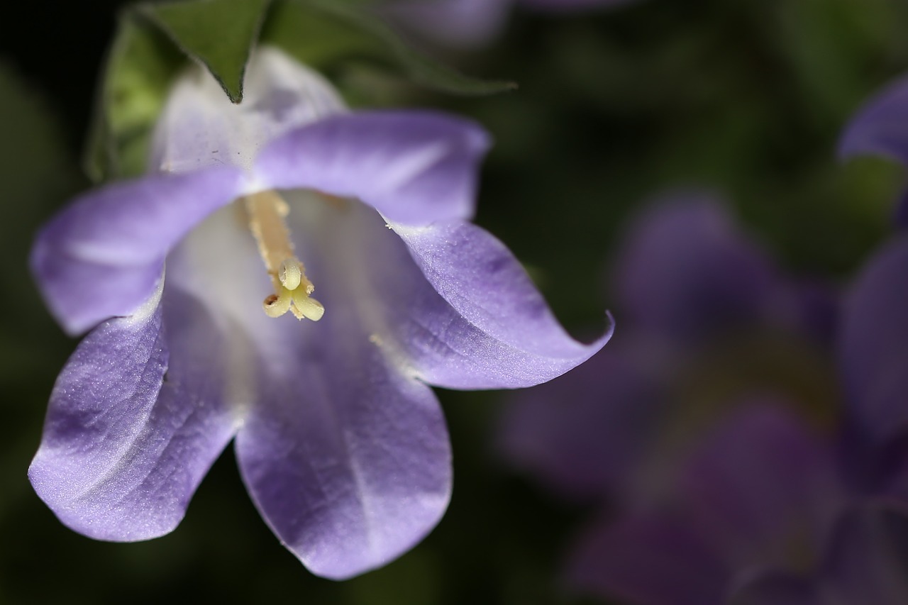 Gėlė, Violetinė, Purpurinė Gėlė, Makro, Gamta, Varpas, Violetinė, Nemokamos Nuotraukos,  Nemokama Licenzija