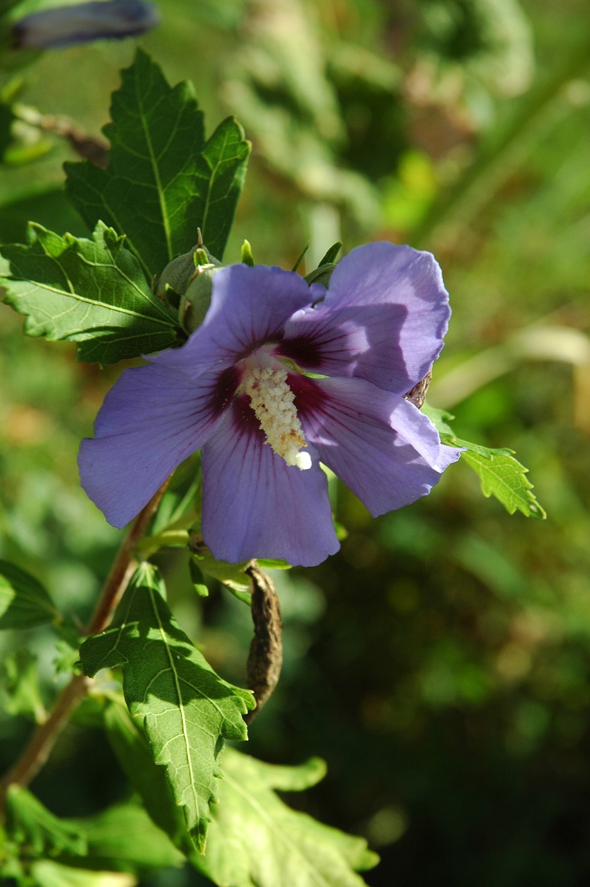 Hibiscus, Gėlė, Žiedas, Žydėti, Vasara, Gamta, Augalas, Nemokamos Nuotraukos,  Nemokama Licenzija