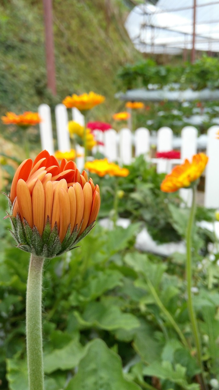 Gėlė, Gerbera, Oranžinė, Gamta, Nemokamos Nuotraukos,  Nemokama Licenzija