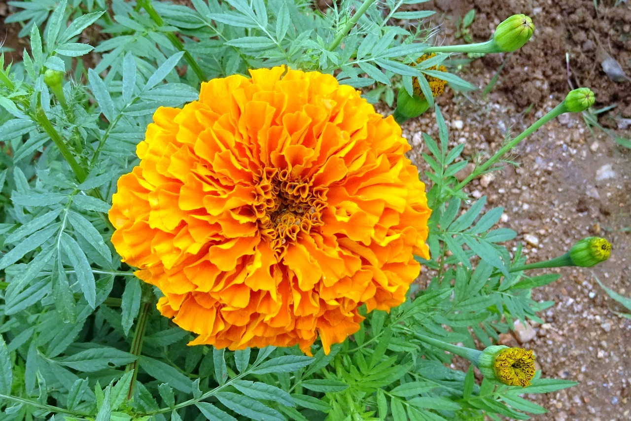 Gėlė, Marigoldas, Oranžinė, Augalas, Žydėti, Flora, Botanikos, Botanika, Žydi, Makro
