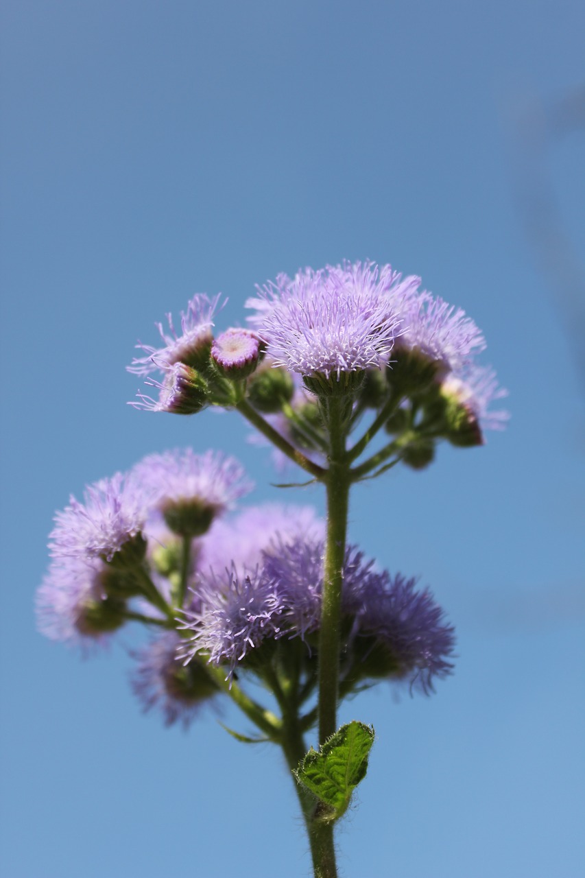 Gėlė, Violetinė, Purpurinės Gėlės, Augalas, Makro, Dangus, Mėlynas, Nemokamos Nuotraukos,  Nemokama Licenzija