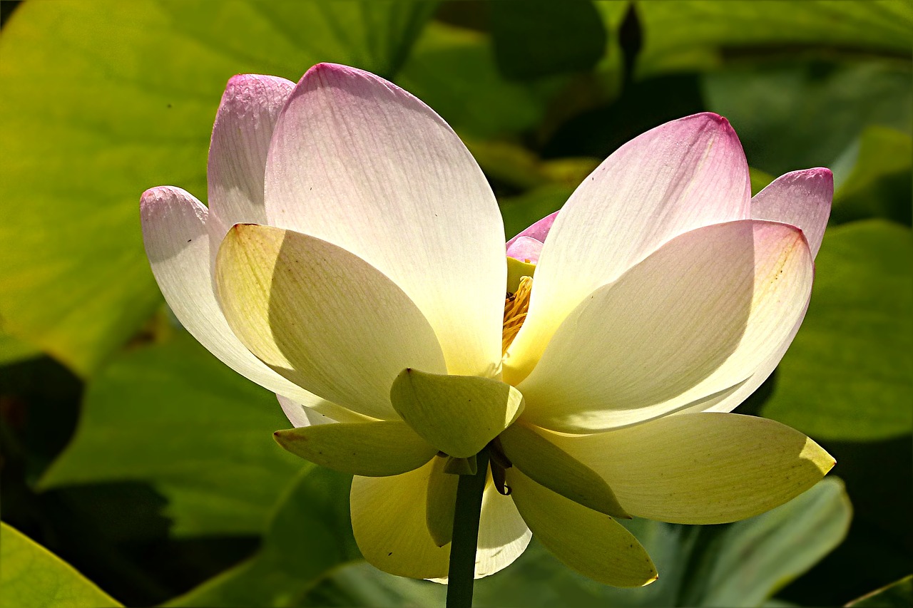 Gėlė, Lotuso Gėlė, Lerlumbonaceae, Vandens Augalas, Nemokamos Nuotraukos,  Nemokama Licenzija