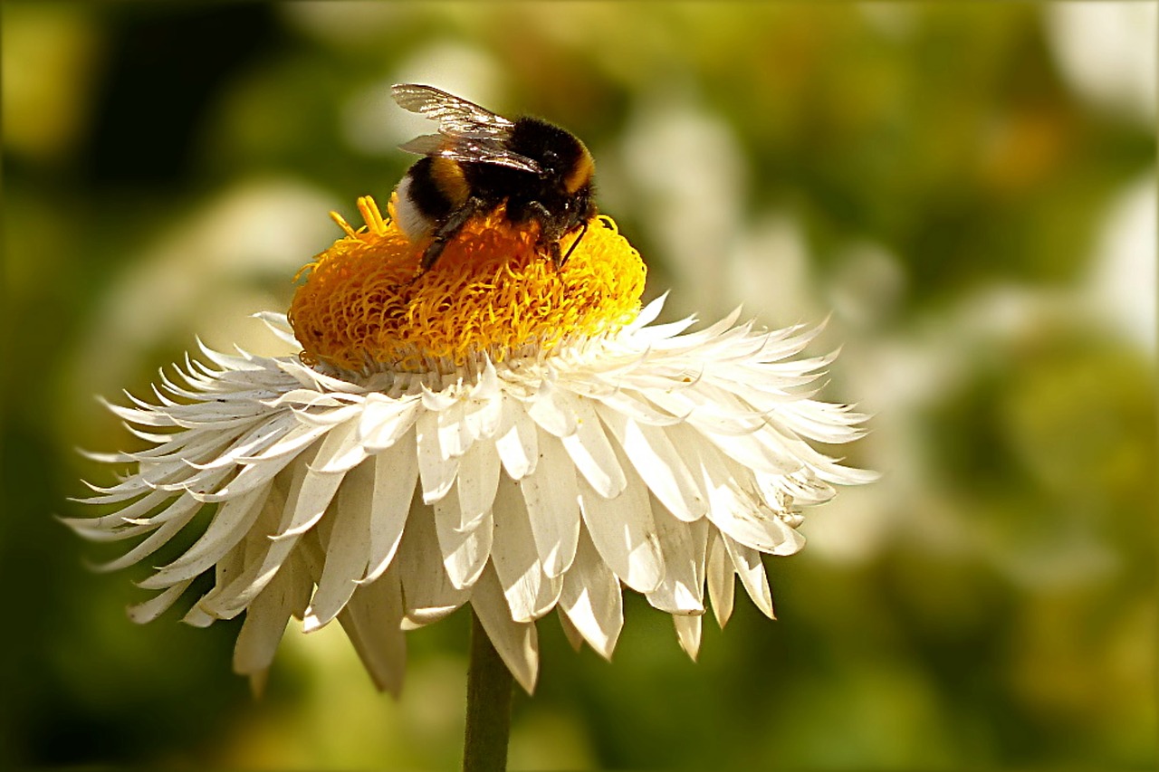 Gėlė, Italicum, Helichrysum, Balta Geltona, Vabzdys, Hummel, Nemokamos Nuotraukos,  Nemokama Licenzija