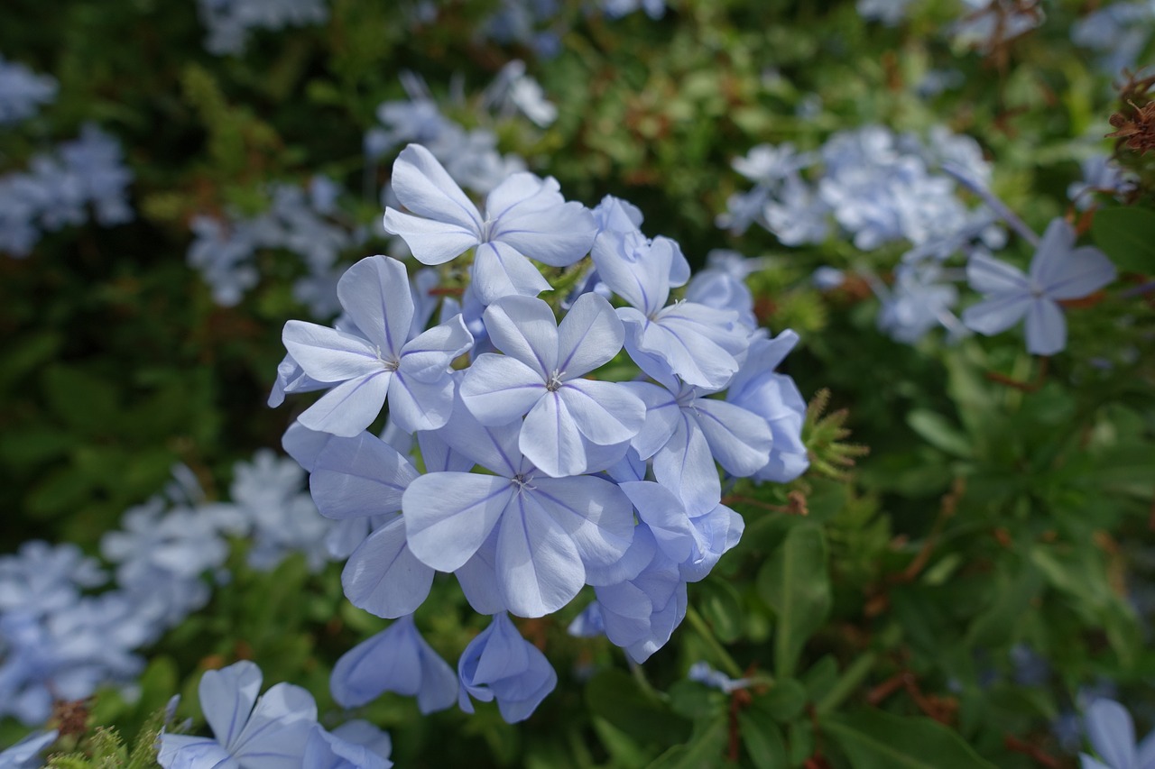 Gėlė, Violetinė, Mėlynas, Gėlės, Makro, Gamta, Madeira, Portugal, Pavasaris, Vasara