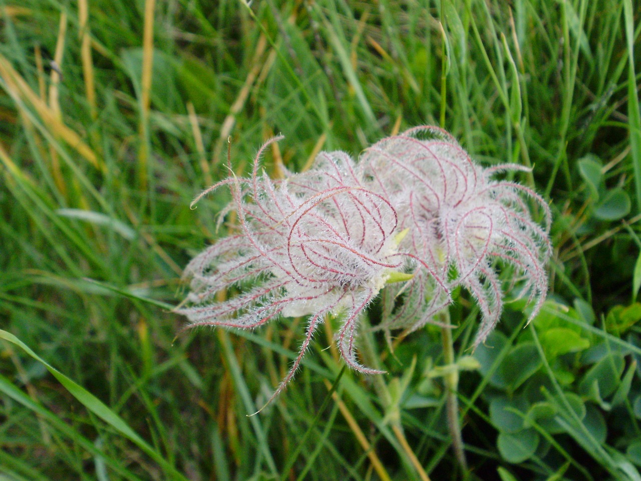 Gėlė, Anemonis, Gamta, Prato, Žalias, Balta, Flora, Šviesa, Nemokamos Nuotraukos,  Nemokama Licenzija