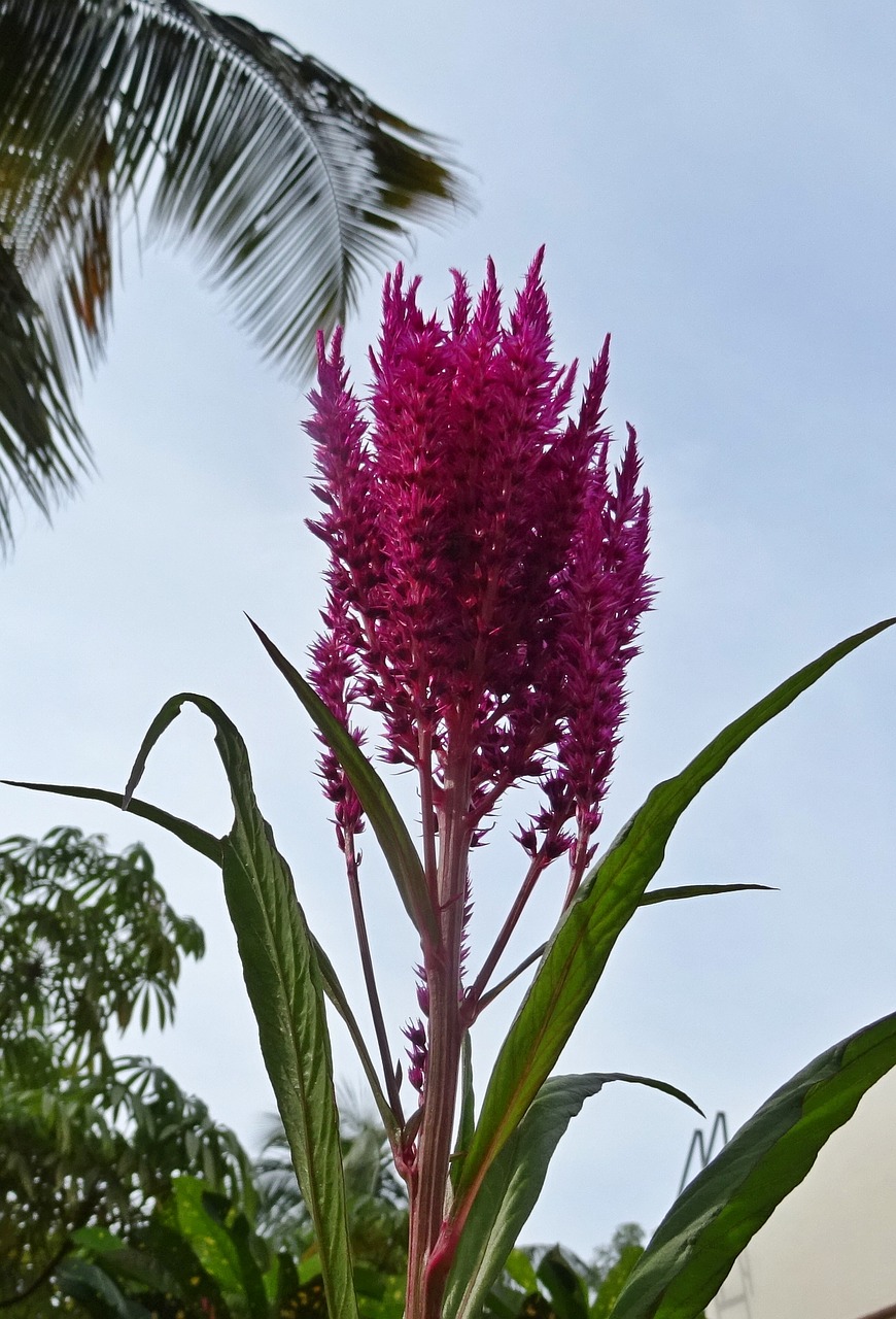 Gėlė, Cockscomb, Celosia Cristata, Cezozė, Flora, Dekoratyvinis, Dharwad, Indija, Nemokamos Nuotraukos,  Nemokama Licenzija