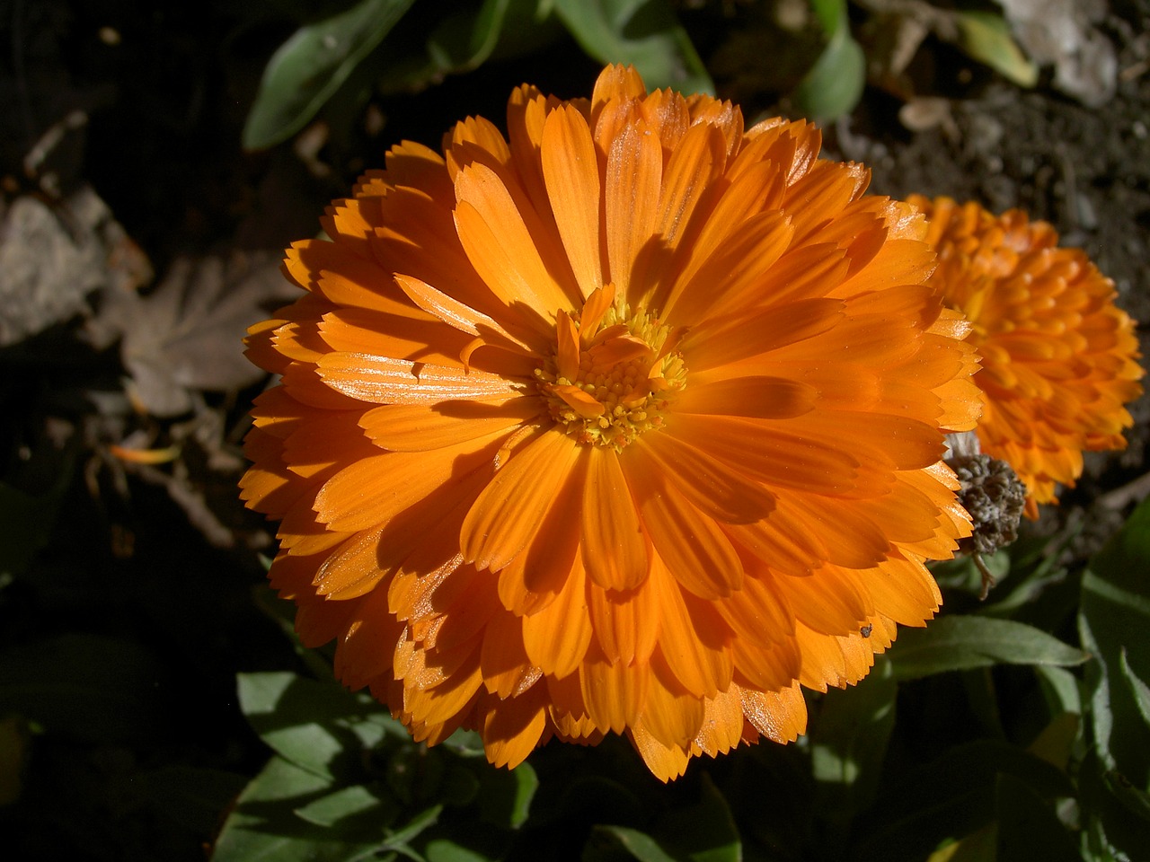 Zinnia, Gėlė, Oranžinė, Graži, Gėlių, Žydi, Kalifornija, South Pasadena, Nemokamos Nuotraukos,  Nemokama Licenzija