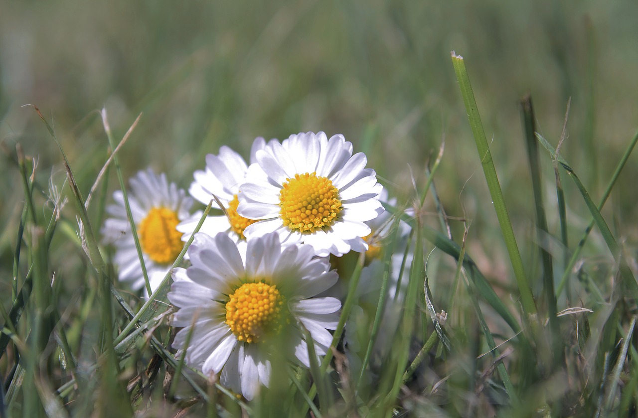 Gėlė, Daisy, Augalas, Skubėti, Žolė, Žiedas, Žydėti, Nemokamos Nuotraukos,  Nemokama Licenzija