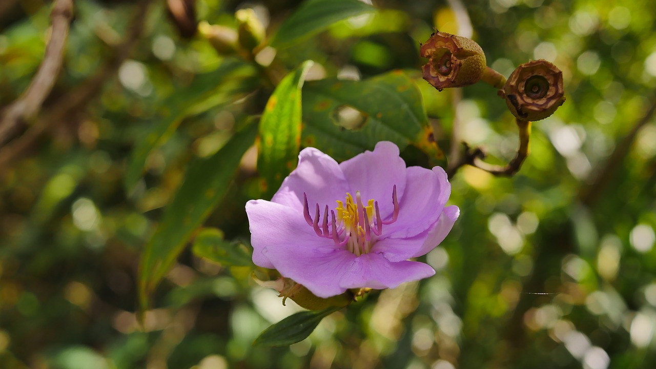 Gėlė, Violetinė, Violetinė, Blyškiai Rožinė, Gamta, Gėlių Gamta, Laukinės Gėlės, Indonezija, Laukinė Gėlė, Laukiniai