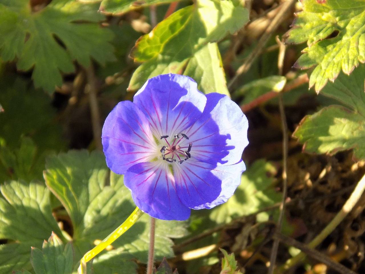 Cranebill, Geraniaceae, Geranium, Gėlė, Violetinė, Gamta, Nemokamos Nuotraukos,  Nemokama Licenzija