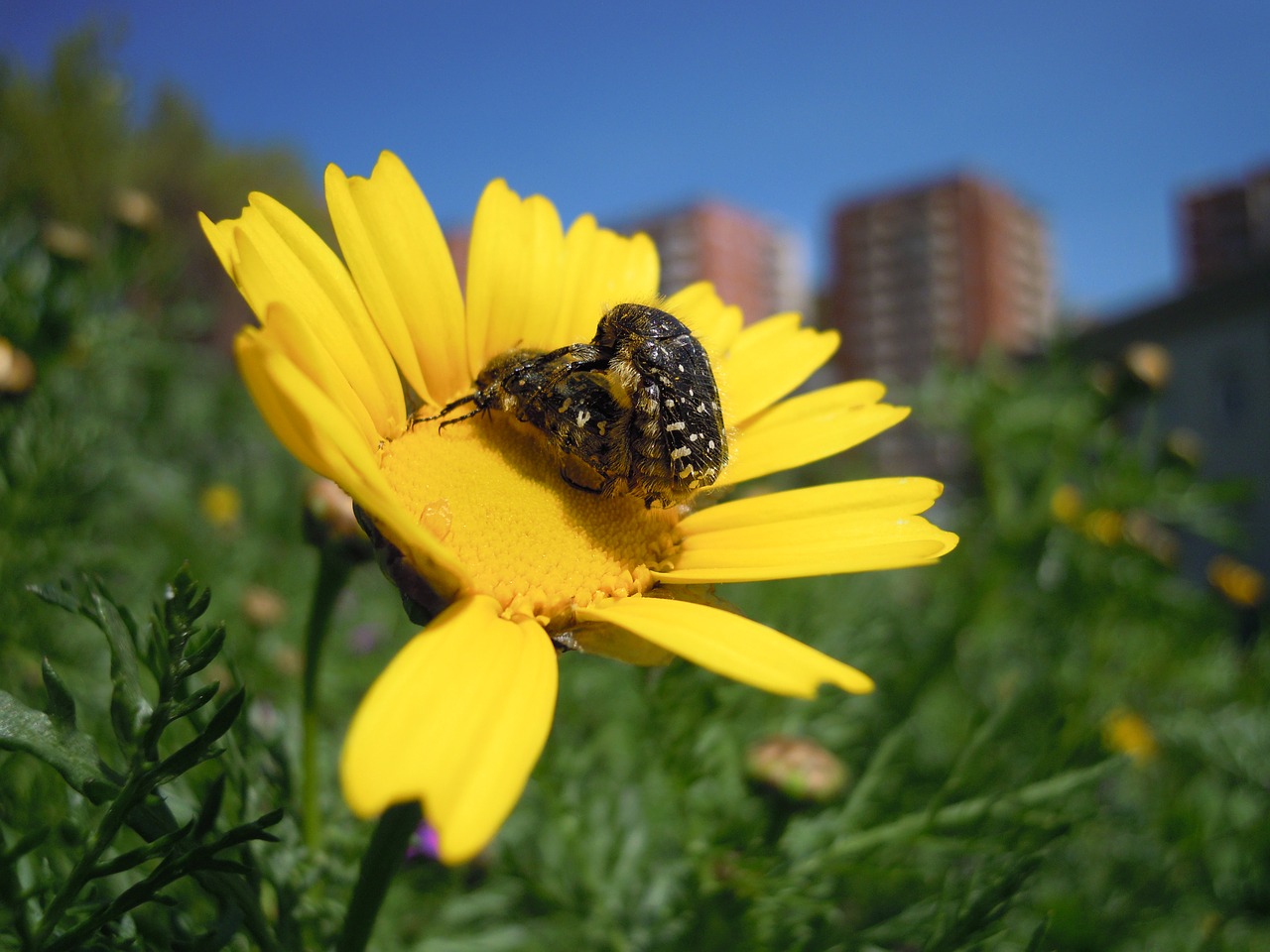 Gėlė, Vabzdžiai, Gamta, Gėlės, Pavasaris, Bichito, Geltona, Coleoptera, Vabalai, Poravimas