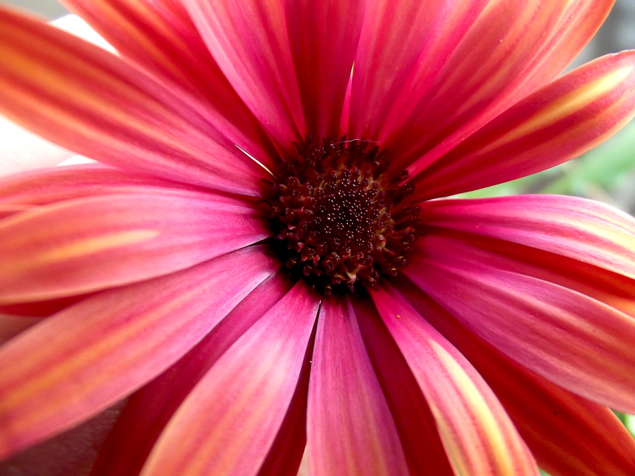 Daisy, Gėlė, Raudona, Makro, Uždaryti, Gamta, Raudona Gėlė, Gražus, Sodas, Gėlių Paveikslėlis