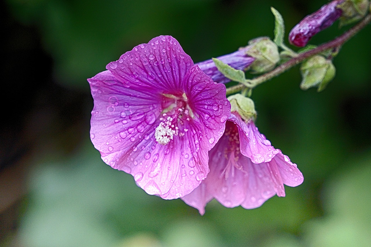 Gėlė, Hollyhock, Vasara, Gamta, Sodas, Žydėjimas, Botanika, Flora, Lietus, Nemokamos Nuotraukos