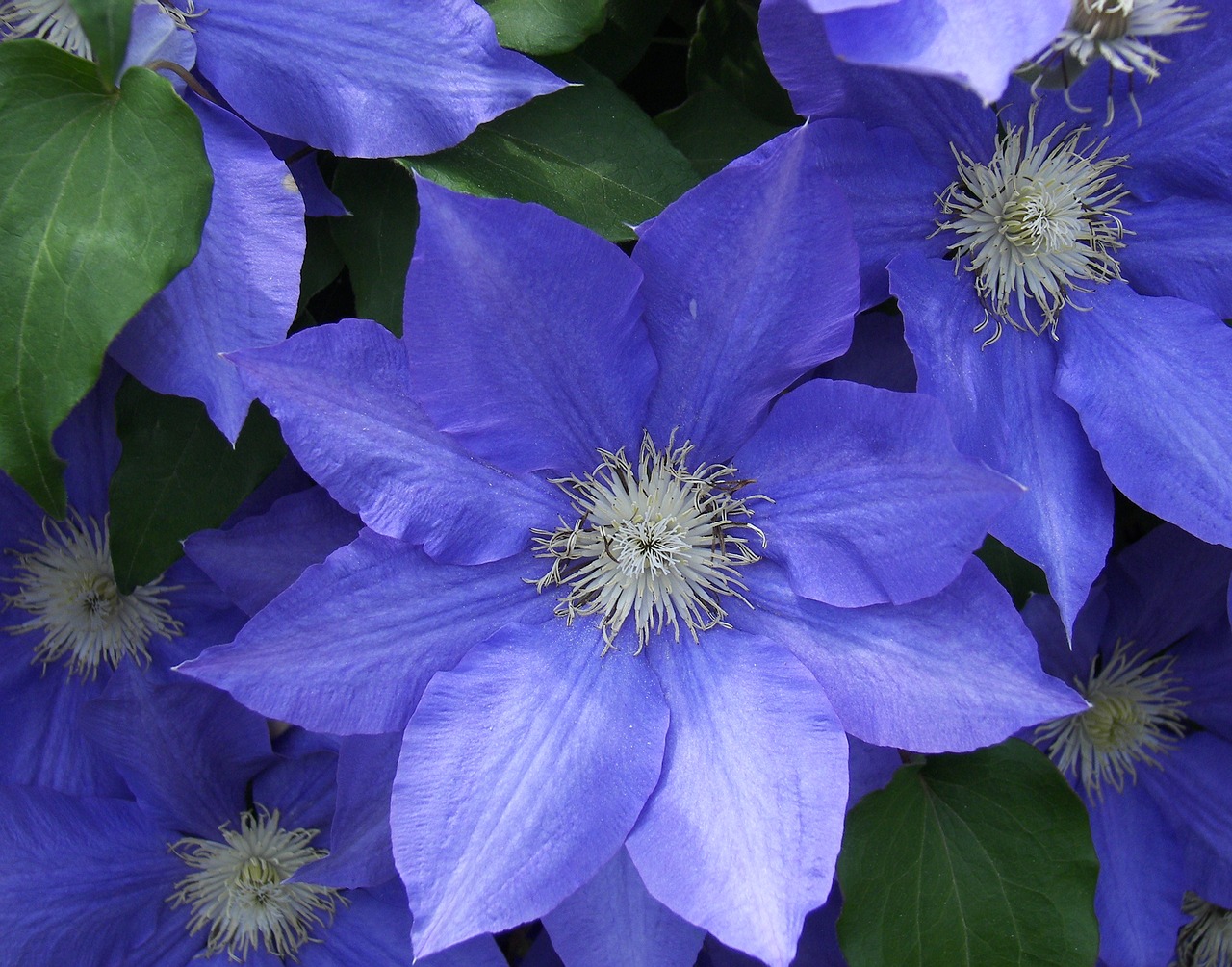 Gėlė, Clematis, Mėlynas, Flora, Žiedas, Jaunas, Pavasaris, Augalas, Gamta, Sodas