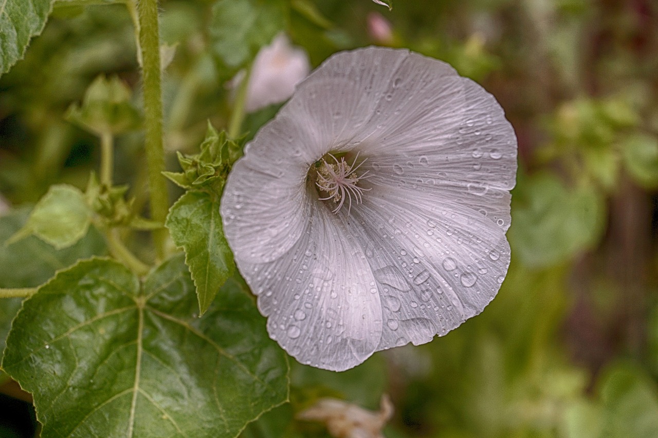 Gėlė, Lietus, Hibiscus, Sodas, Vasara, Laistymas, Gamta, Lietaus Lašai, Vanduo, Balta